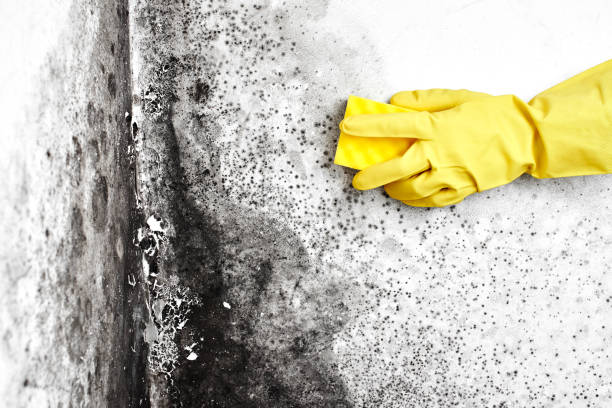 Best Mold Removal and Inspection  in Manchester, MD