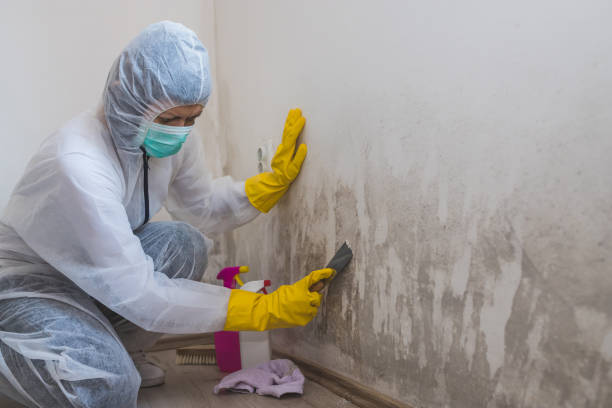 Best Residential Mold Removal  in Manchester, MD