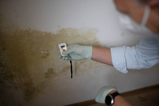 Professional Mold Removal in Manchester, MD