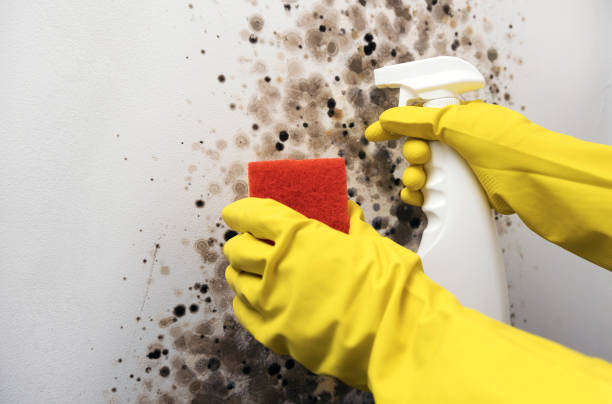 Mold Removal and Inspection in Manchester, MD