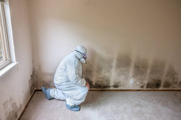 Best Home Mold Removal  in Manchester, MD