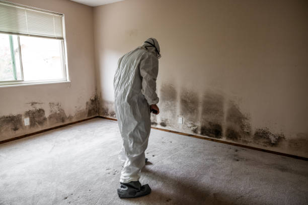 Best Residential Mold Removal  in Manchester, MD
