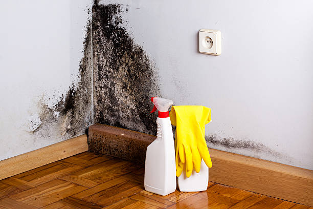 Best Mold Remediation  in Manchester, MD