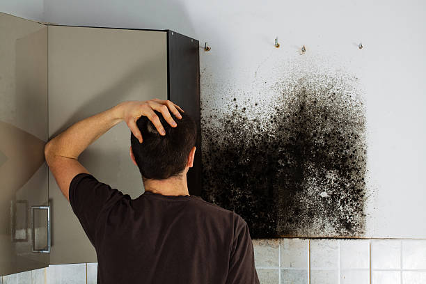 Best Mold Cleaning Services  in Manchester, MD