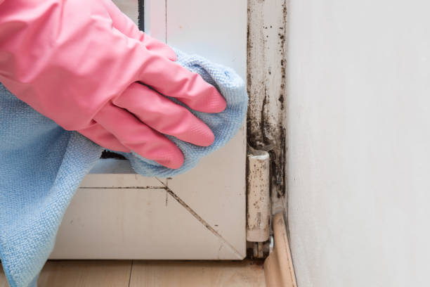 Best Emergency Mold Removal  in Manchester, MD